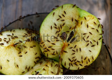 A cut apple has attracted fruit flies to feed on it
