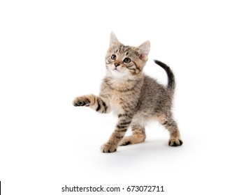 Cut baby tabby kitten playing and swinging its paws on white background - Shutterstock ID 673072711