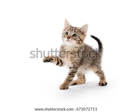 Cut baby tabby kitten playing and swinging its paws on white background