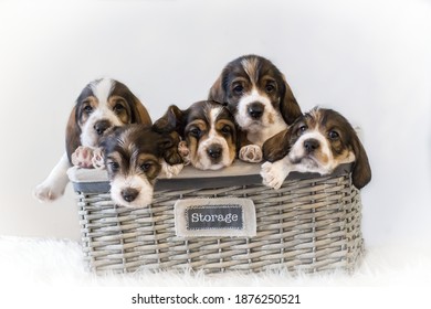 Cut basset hound puppies  in the wicker basket