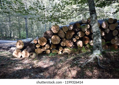 Cut beech logs