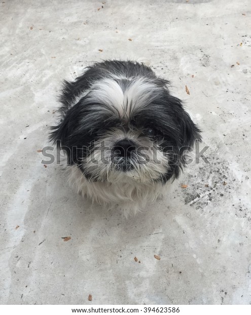 Cut Black White Shih Tzu Dog Royalty Free Stock Image