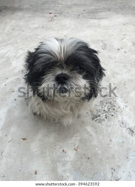 Cut Black White Shih Tzu Dog Animals Wildlife Parks Outdoor