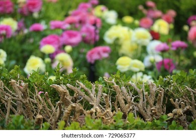 Cut branch of tree in row with spring flowers background in the garden