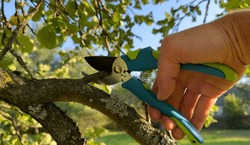 Cut Branch Use Branch Cutter. Cutting Branches On Apple Tree Use Garden Pruning Shears. Trimming Tree Branch In Rural Garden. Pruning Tree With Clippers On Backyard In Village. Pruning  Tools.