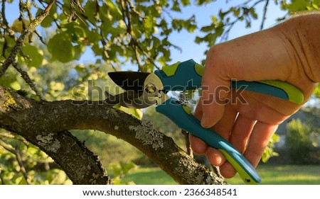 Cut branch use branch cutter. Cutting branches on apple tree use Garden pruning shears. Trimming tree branch in rural garden. Pruning tree with clippers on backyard in village. Pruning  tools. Foto d'archivio © 
