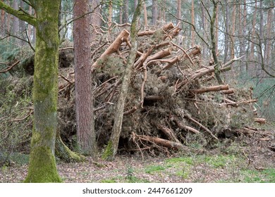 Cut branches in the forest.