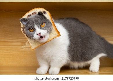 Cut British Shorthair Cat Slice Bread Stock Photo 2179723799 | Shutterstock