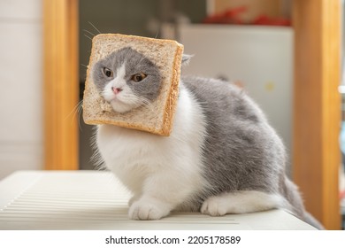 Cut British Shorthair Cat Slice Bread Stock Photo 2205178589 | Shutterstock