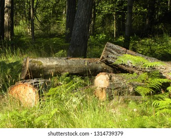 Cut Canadian Hemlock