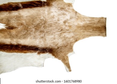 Cut Deer Hide With White Background