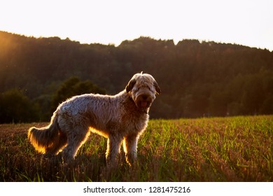 Cut dog briard stands on field in nice backlight in sunset.