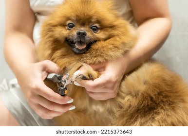 Cut Dog Claws Ar Home. Woman Cutting Pomeranian Spitz Claws, Happy Dog.	