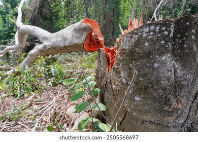 cut down big trees in the forest. the concept of illegal logging crimes that damage the climate