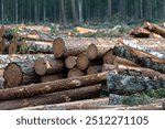 Cut down pine and birch trees. Landscape of cut down trees in the forest.