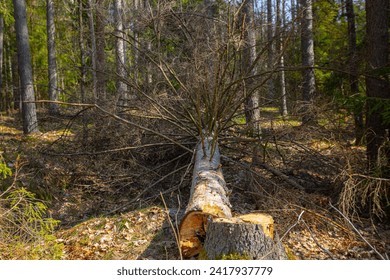 cut down tree, advertisement for tree cutting service , forest