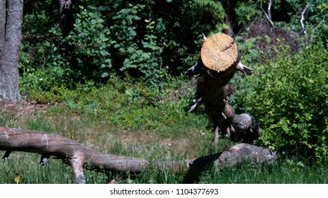   cut down a tree close-up                             