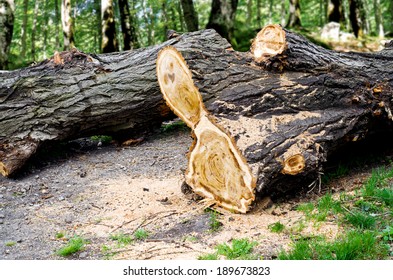 cut down a tree in the forest
