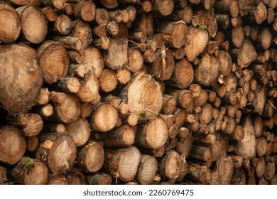 cut down tree logs of spur