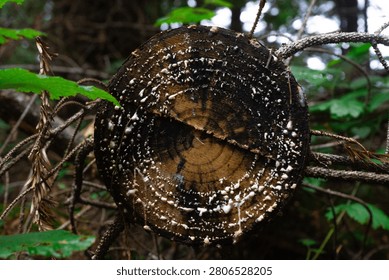 A cut down tree oozing sap in the redwood forest in northern California, specifically Humboldt county.
