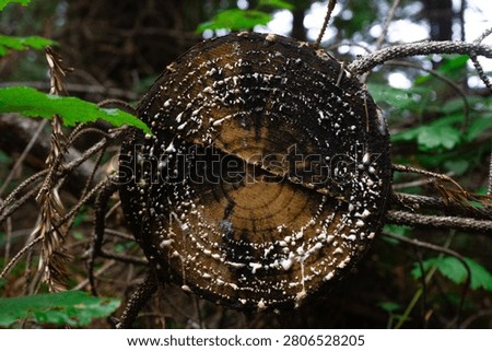 A cut down tree oozing sap in the redwood forest in northern California, specifically Humboldt county.