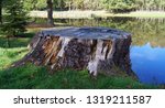 Cut down tree stump
