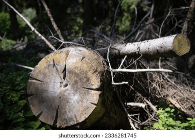 Cut down tree trunk with clock - five to twelve. Climate change warning. Time is running out.