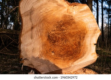 Cut Down Tree Trunk Stump In A Forest Logging Operation.