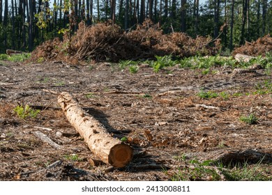 Cut down tree trunks lie at the place of felling in the forest. The rest of the forest in the background. - Powered by Shutterstock