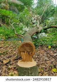 cut down trees for clearing