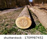 Cut down trees stacked side by side along a dirt road in the middle of the forest