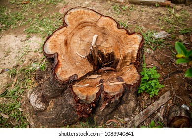 cut down trees9