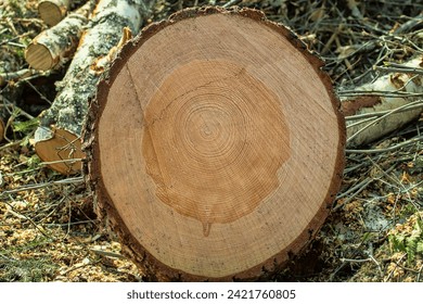 Cut down trunks of common pine tree at logging site, saw cut. Structure of wood is visible (annual rings, sapwood, bast, cambium, heartwood, core, etc.) Birch tree trunk cuttings in background