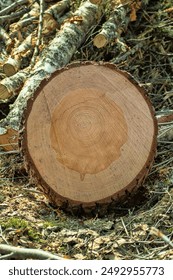 Cut down the trunks of a common pine tree at a logging site, saw cut. The structure of the wood is visible (sapwood, core, etc.)