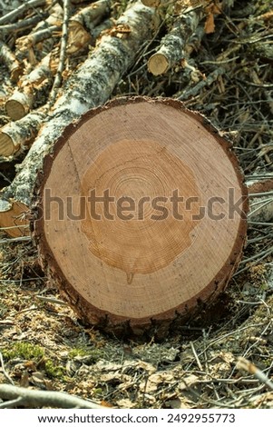 Cut down the trunks of a common pine tree at a logging site, saw cut. The structure of the wood is visible (sapwood, core, etc.)