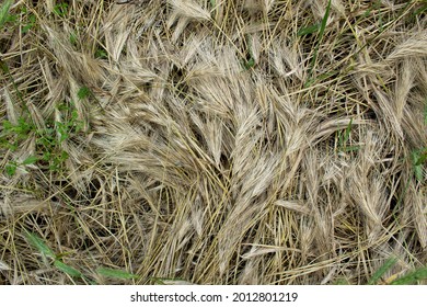 Cut Dry Grass Background On Summer Field 