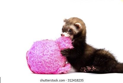 Cut Ferret Or Weasel Playing With Pig 