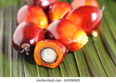 Cut fresh oil palm fruits on the leaves background