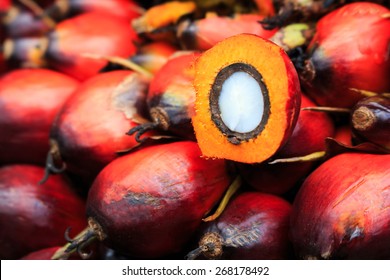 Cut fresh oil palm fruits