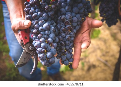 Cut grapes from Tuscan fields on the hands farmer.