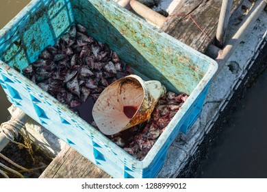 Cut Head Of Dead Fish In Blue Square Fiberglass Tank Ready For Fish Feeding Thailand. Trip To Thailand.