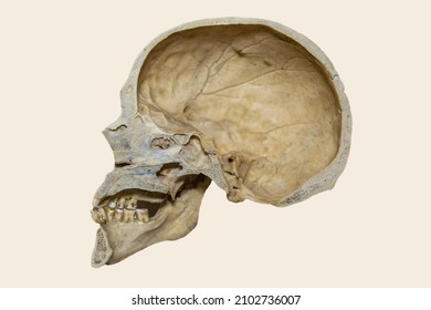 The cut of the human skull is gray in color isolated on a white background. Paleontology fossil anatomy.