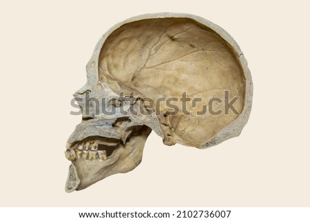 The cut of the human skull is gray in color isolated on a white background. Paleontology fossil anatomy.