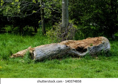 Cut A Large Old Tree Is Left To Rot In A Clearing