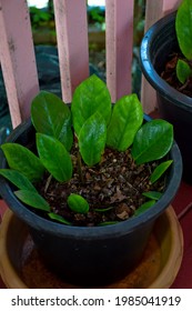 Cut leaves of Zamioculcas Zamiifolia (ZZ plant) in white potted plant, Homes Gardens, Tropical, Thailand