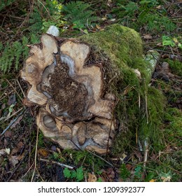 Cut log in forest with moss, twigs and grass - Shutterstock ID 1209392377