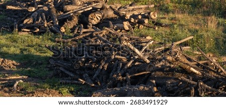 Cut logs and tree branches stacked on the ground in a grassy area, photographed in warm evening sunlight.