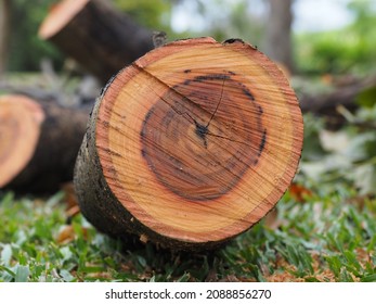 Cut Mahogany log fallen on grass - Shutterstock ID 2088856270