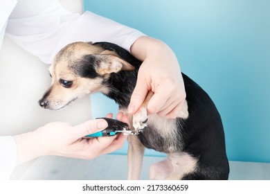 Cut Off Dog Claws,veterinarian Clips The Regrown Claws On The Paw Of The Pet With A Claw Cutter