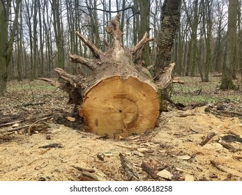 Cut off old tree
